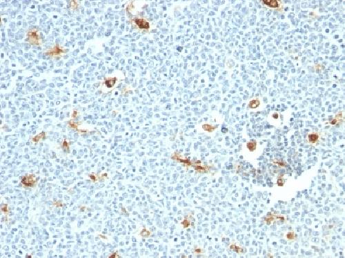 Macrophage, pan (Histiocytoma & Sebocyte Marker) Antibody