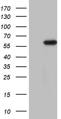 Macrophage Scavenger Receptor I Antibody