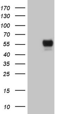 Macrophage Scavenger Receptor I Antibody