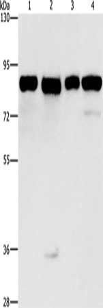MAD1L1 Antibody