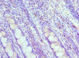 MAD2L1 Antibody