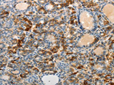 MAD2L1 Antibody