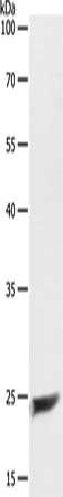 MAD2L1 Antibody