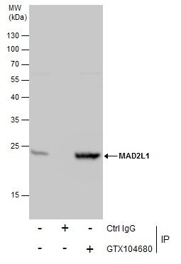 MAD2L1 antibody