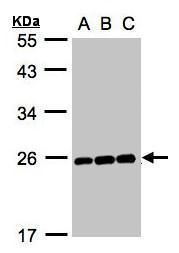 MAD2L1 antibody