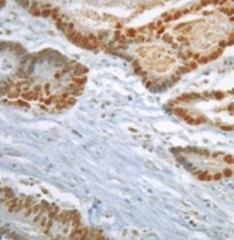 Mad2L1 Monoclonal Antibody