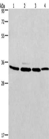 MAD2L1BP antibody