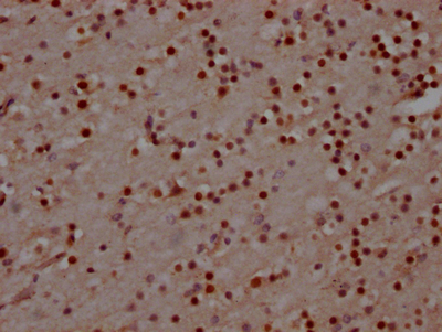 MAD2L2 Recombinant Monoclonal Antibody