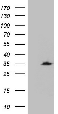 MXD4 Antibody