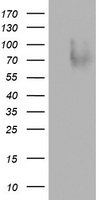 MADCAM1 Antibody
