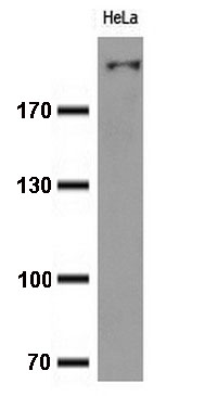 MADCAM1 Antibody