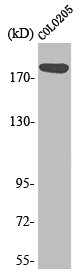 MADD Antibody