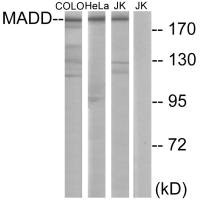 MADD antibody