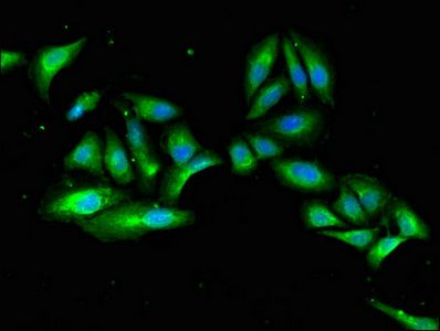 MAEA Antibody