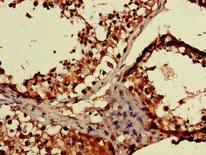MAEA Antibody