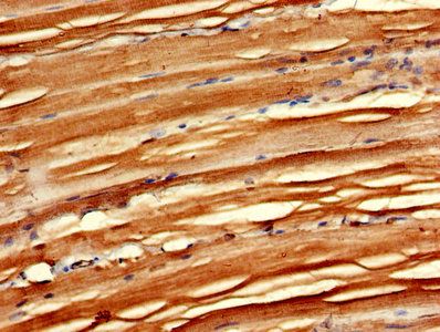 MAEA Antibody