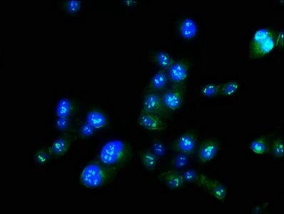 MAEL Antibody