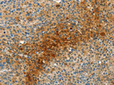 MAF Antibody
