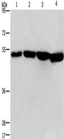 MAF antibody