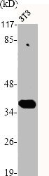 MAF Antibody