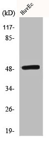 MAF Antibody