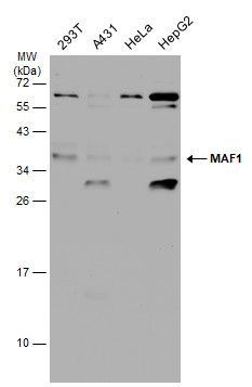 MAF1 antibody