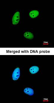 MAF1 antibody