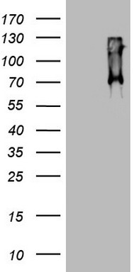 MAFB Antibody
