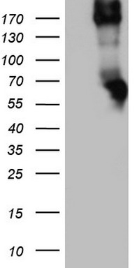 MAFB Antibody