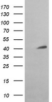 MAFB Antibody