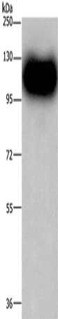 MAG Antibody