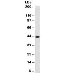 MAGE-1 Antibody