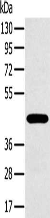 MAGEA10 Antibody