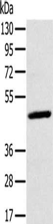 MAGEA10 antibody