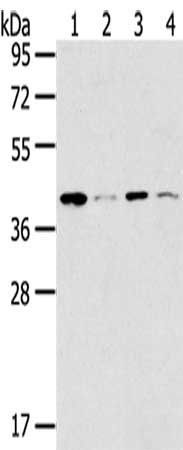MAGEA11 Antibody