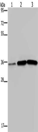 MAGEA3 antibody