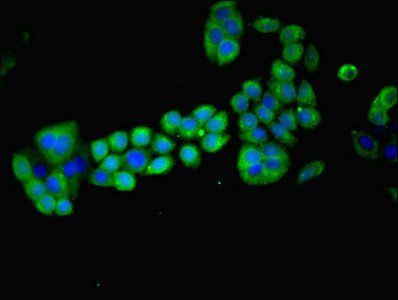 MAGEA8 antibody