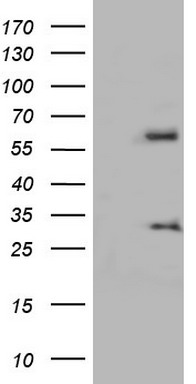 MAGEB1 Antibody