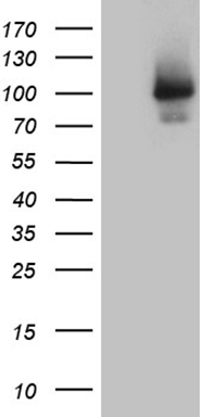 MAGEB4 Antibody