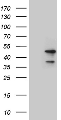 MAGEB4 Antibody
