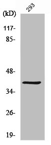 MAGEC2 Antibody