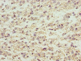 MAGED1 Antibody