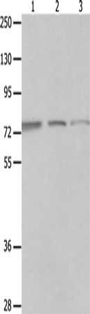 MAGED1 antibody