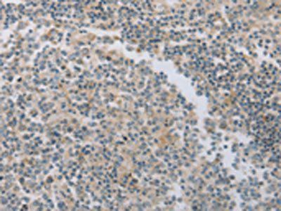 MAGED1 Antibody