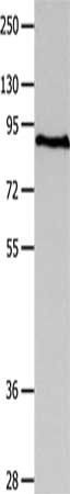 MAGED1 Antibody