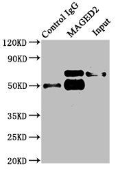 MAGED2 antibody