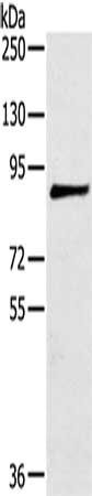 MAGEE1 antibody