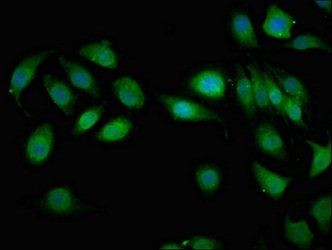 MAGI2 Antibody