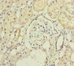 MAGOH Antibody