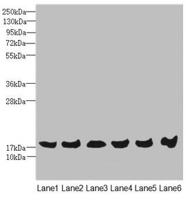 MAGOH antibody